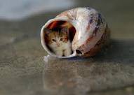 Katt